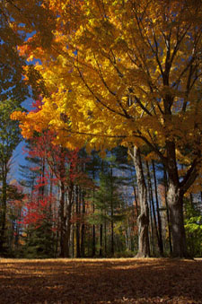 Autumn foliage, New England